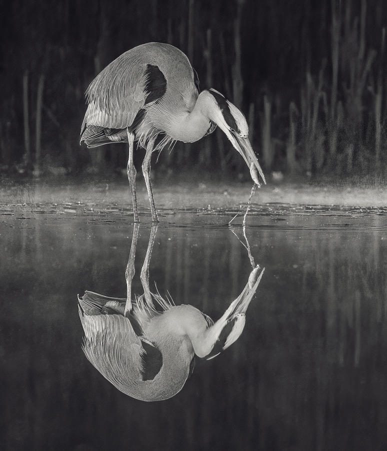 Heron, with fish